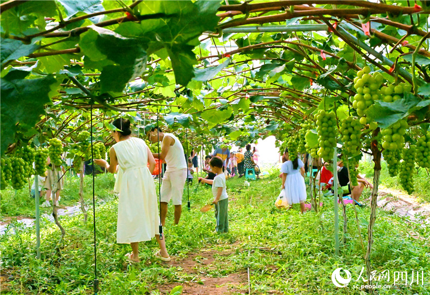 碩果引得人人追。人民網記者 劉海天攝