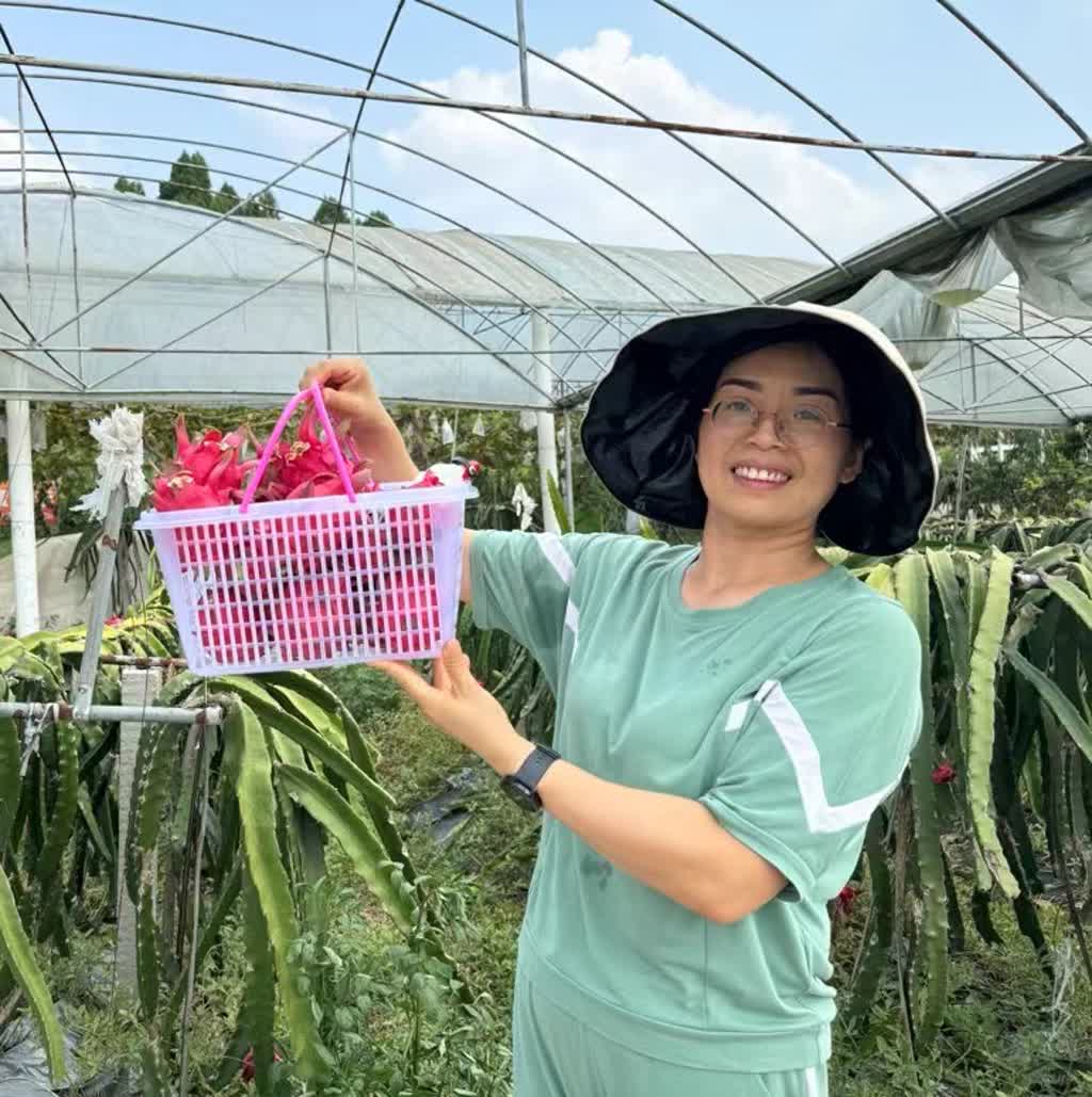 游客手提一籃剛采摘好的火龍果。張鳳莉、李仁龍供圖