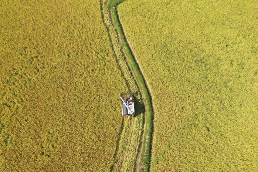 聯合收割機正在稻田里作業。東興融媒供圖
