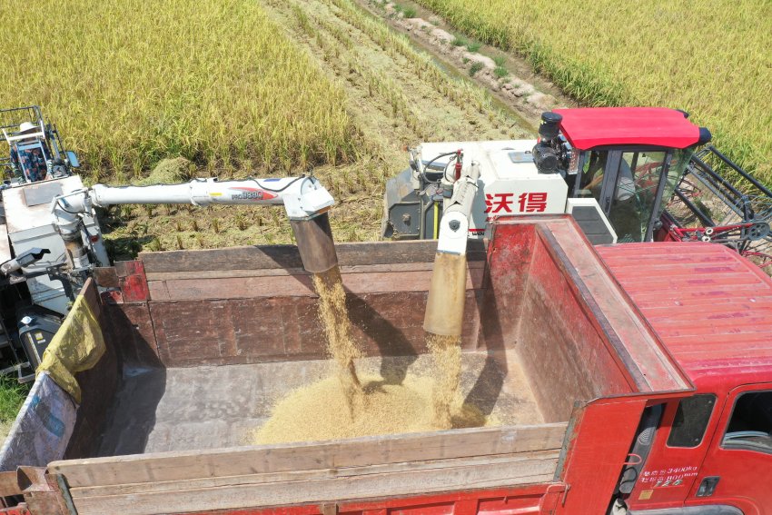 機械化收割助力顆粒歸倉。東興融媒供圖