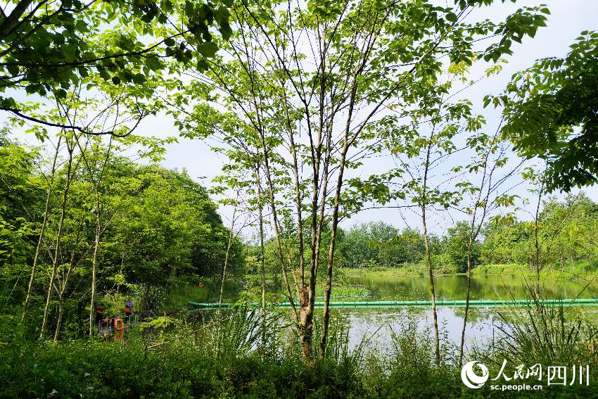 成都市郫都區安德街道云橋水源濕地護理區。人民網記者朱虹攝