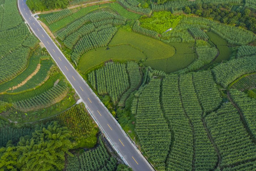 江北鎮成片的甘蔗林。江北鎮政府供圖