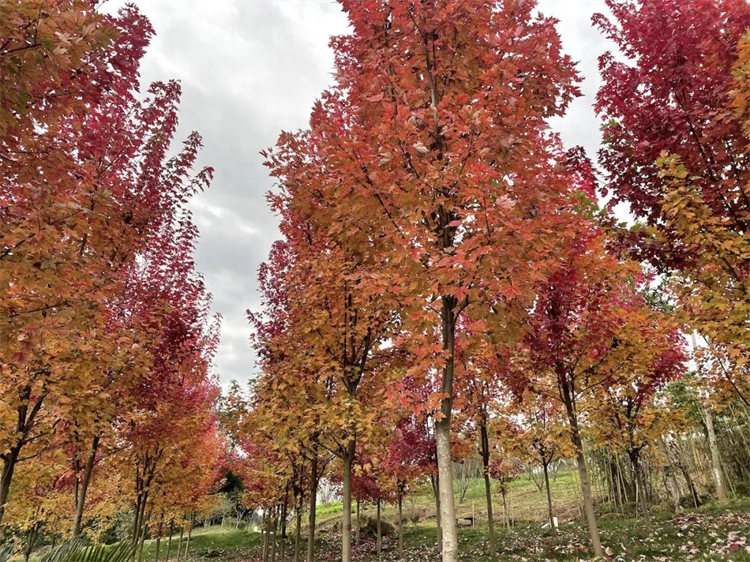 秋季的釋玥森林。天府新區融媒體中心供圖