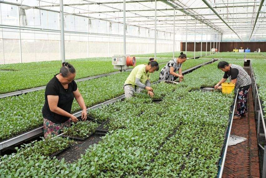 工人們正在管護果蔬幼苗。徐靜攝