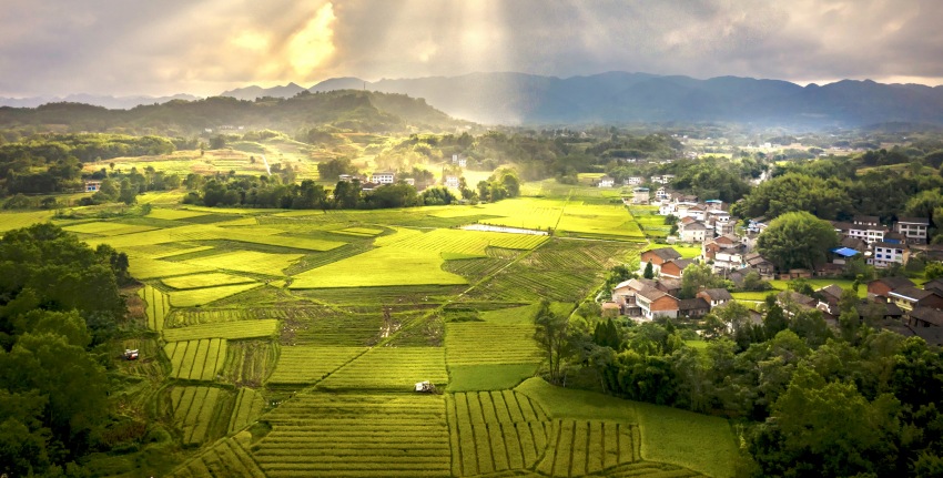大竹縣高標準農田建設。王巍攝