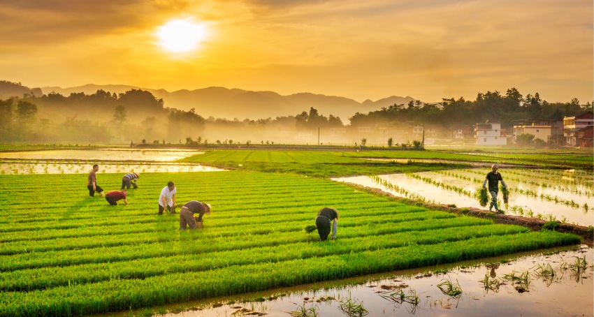大竹縣高明鎮水稻制種基地。高煉輝攝