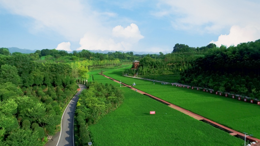 大竹縣糧油現代農業園區一景。李相芬攝