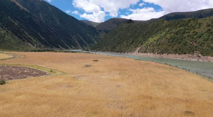德格浪多鄉生巴村的成熟青稞。德格縣委宣傳部供圖