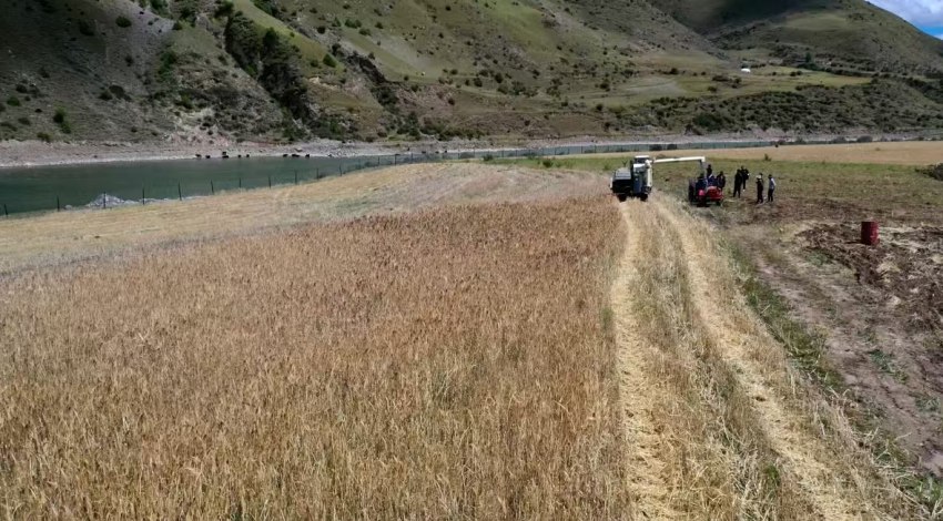 德格浪多鄉生巴村的青稞田里村民們正在收成熟的青稞。德格縣委宣傳部供圖