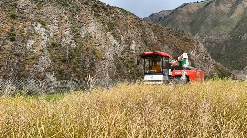 農機手正駕駛著收割機收割成熟的油菜。新龍縣委宣傳部供圖