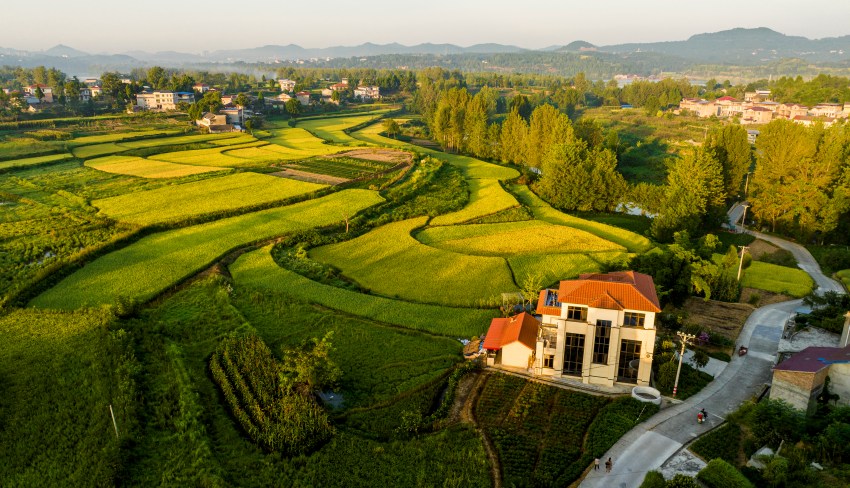 航拍成熟水稻。閬中市委宣傳部供圖