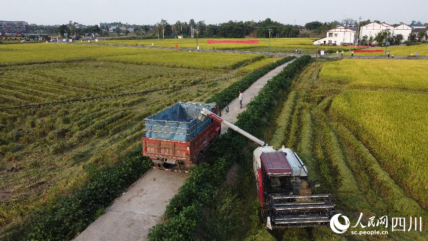 9月14日，四川省農業農村廳組織有關專家對廣安市廣安區水稻“百畝超高產攻關片”測產驗收。唐永軍攝