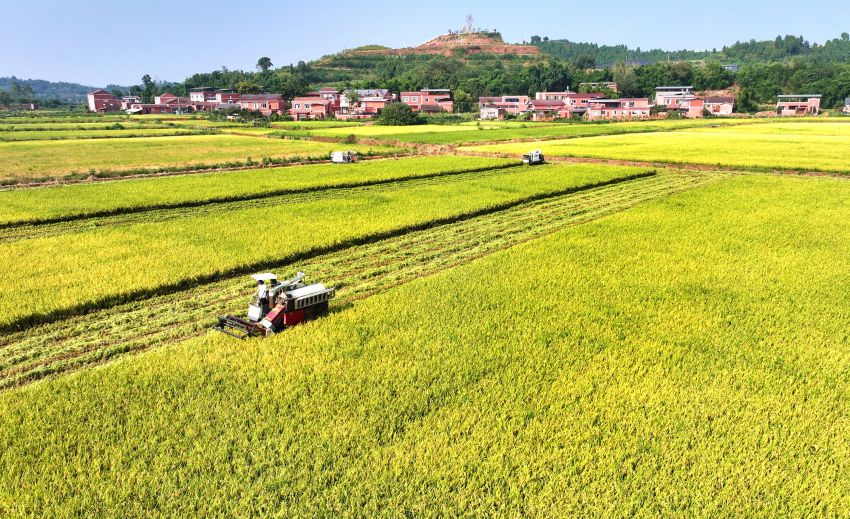 仁壽縣方家鎮水池村收割機正在平整的稻田里收獲稻谷。仁壽縣委宣傳部供圖