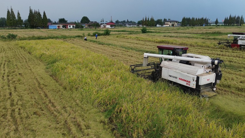 綿竹市孝德鎮華瑞種植專業合作社水稻收割場景。綿竹市委宣傳部供圖