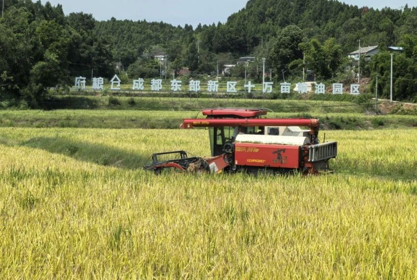 成都東部新區十萬畝糧油園區水稻成熟，收割機正在收割。成都東部新區供圖