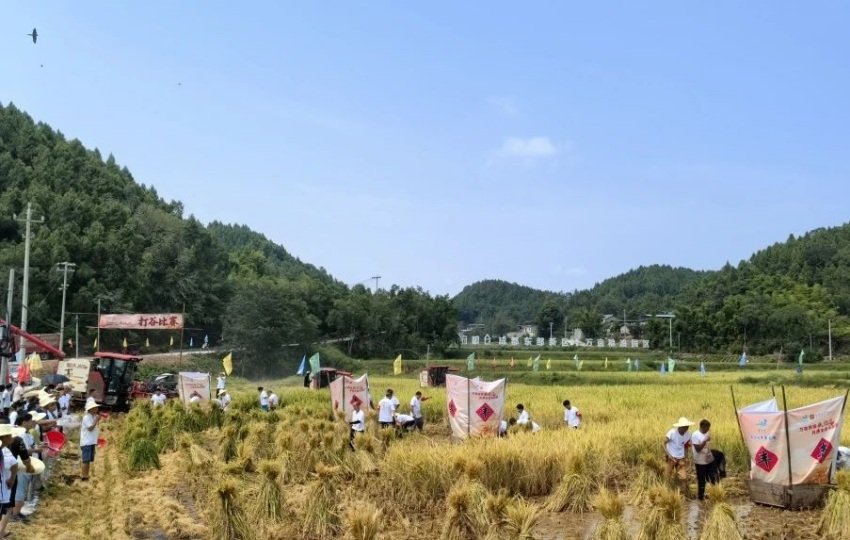 “天府糧倉”豐收文化節打谷比賽現場。成都東部新區供