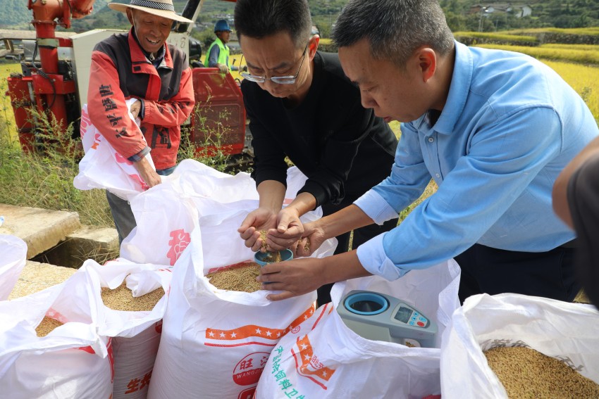 工作人員正在對“螺髻香2號”進行測產。德昌縣委宣傳部供圖