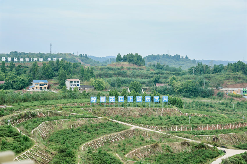 安岳的檸檬田。安岳縣委宣傳部供圖