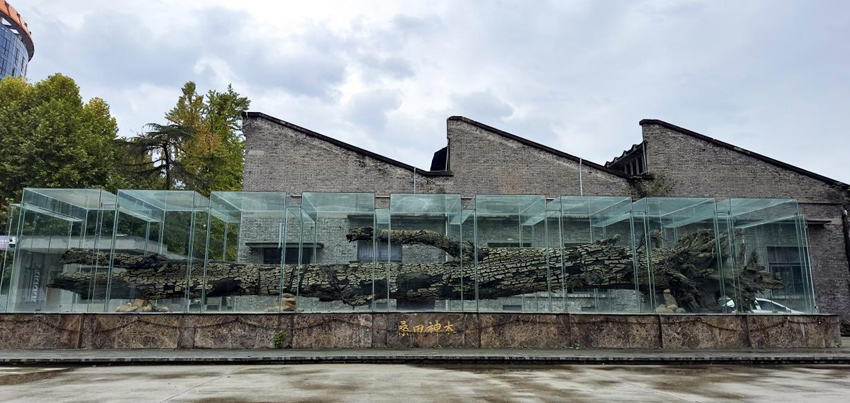 陳列于六合博覽園內的烏木。高坪區融媒體中心供圖