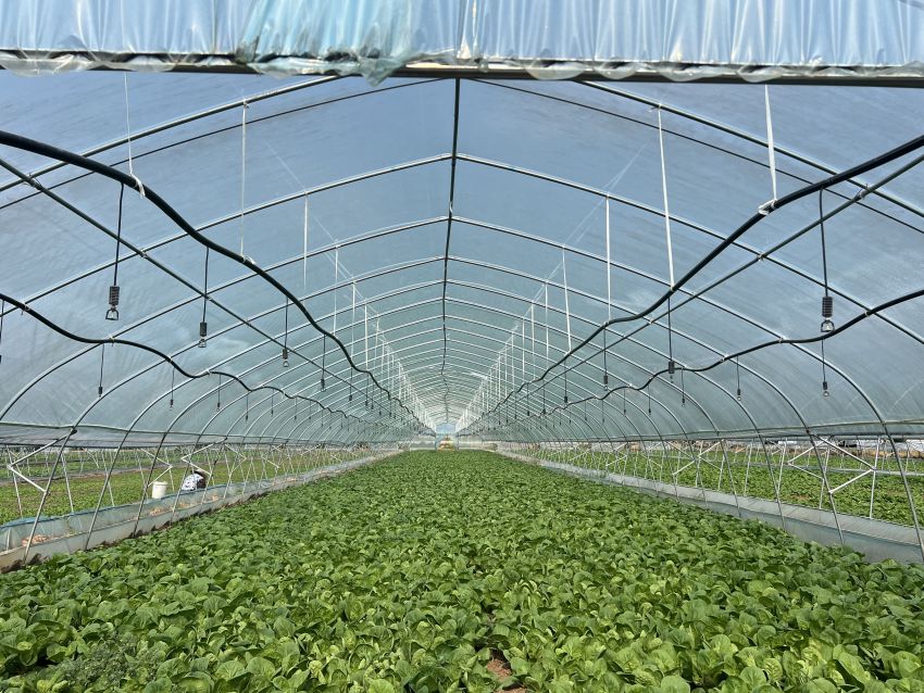 瀘縣玄灘鎮玄豐村蔬菜種植基地。曾剛攝