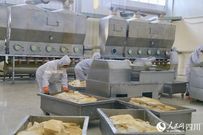 身著無菌服的工人們正忙著把整塊的酪蛋白的粉碎和烘干。人民網記者 朱虹攝