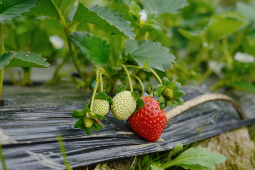 已經開始成熟的草莓。德昌縣委宣傳部供圖