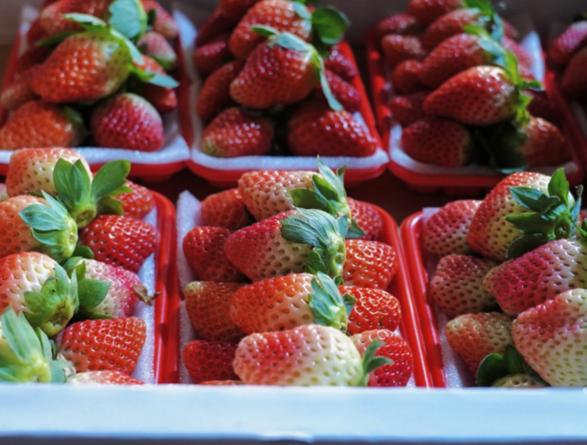 已經完成分裝準備發貨的草莓。德昌縣委宣傳部供圖
