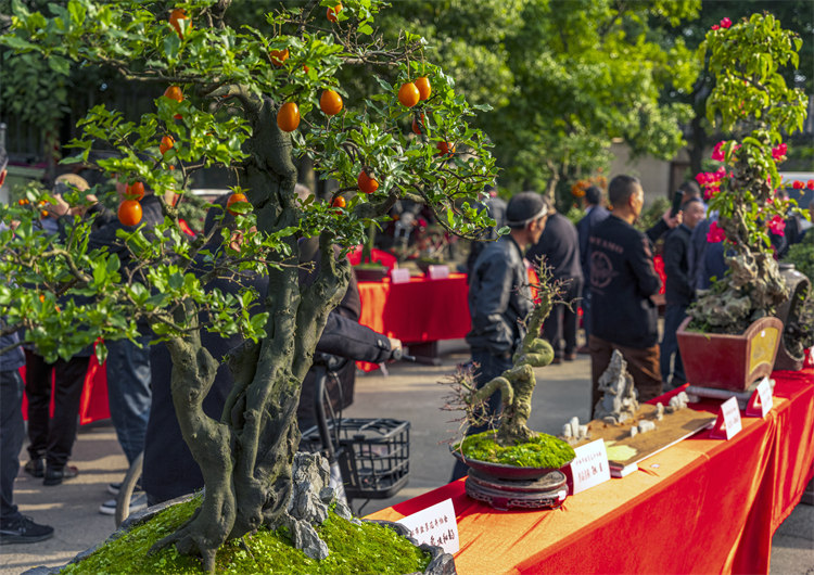 集市上擺放的盆景。師古鎮政府供圖