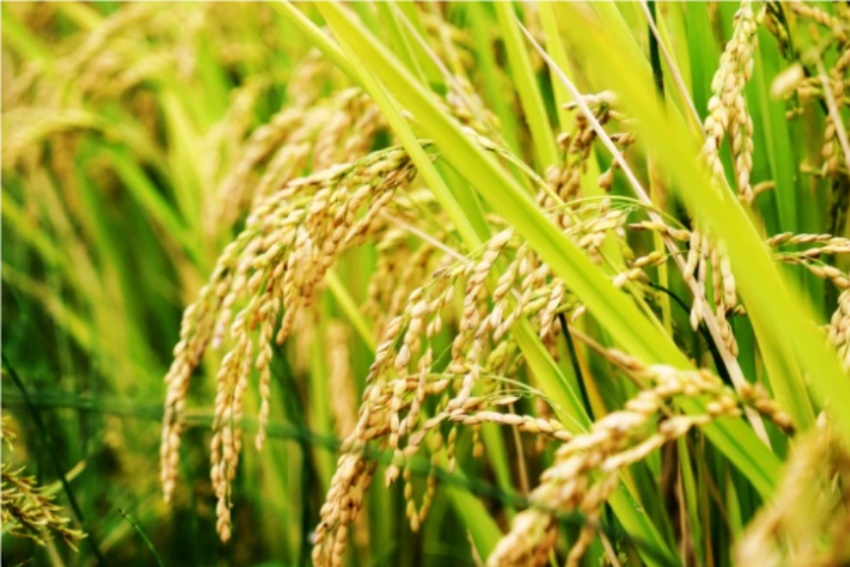 德昌香稻。德昌縣文化廣電和旅游局供圖