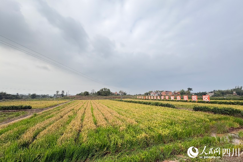 瀘縣再生稻示范區。人民網記者 朱虹攝