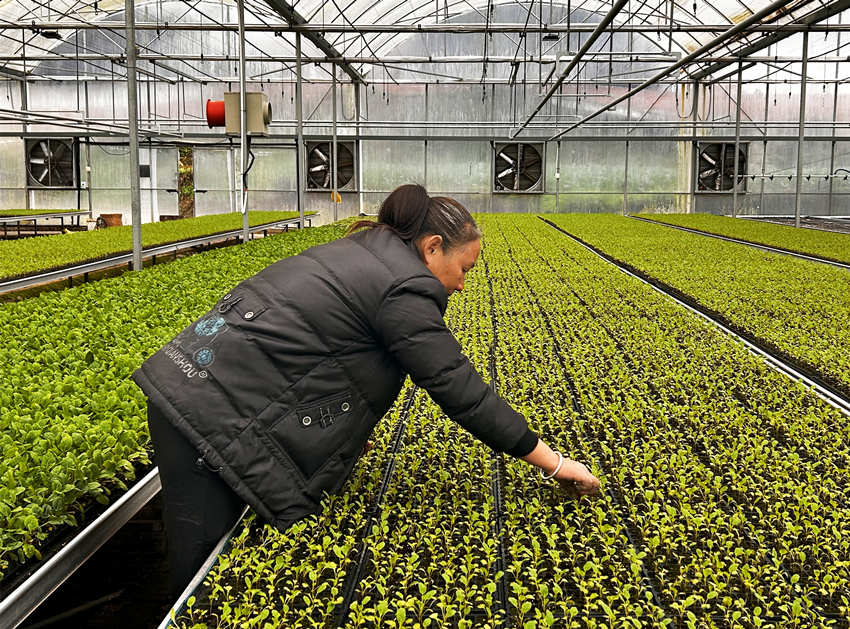 焦連紅在管護蔬菜幼苗。人民網 彭茜攝