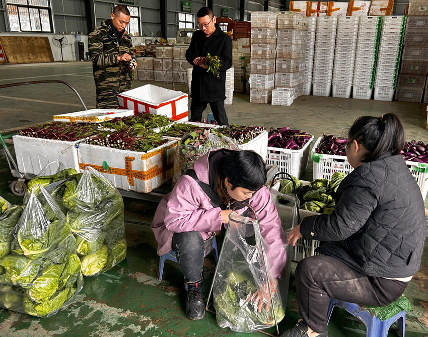 李玉仙（右二）和工作人員正在分揀蔬菜。人民網 彭茜攝