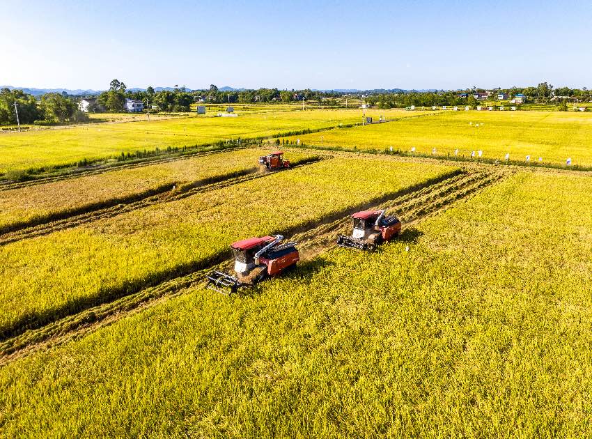 9月3日，在廣安區花橋鎮糧油產業園區，收割機開足馬力搶收水稻，稻田中呈現出喜人的豐收圖景。廣安區融媒 張國盛攝