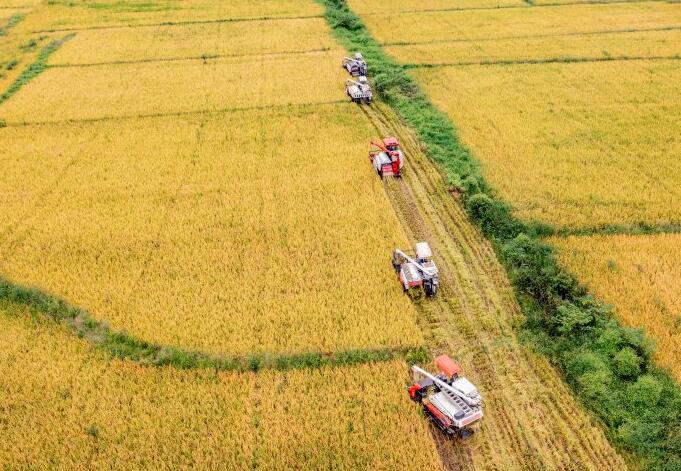 都江堰石羊鎮七里社區秋收忙
