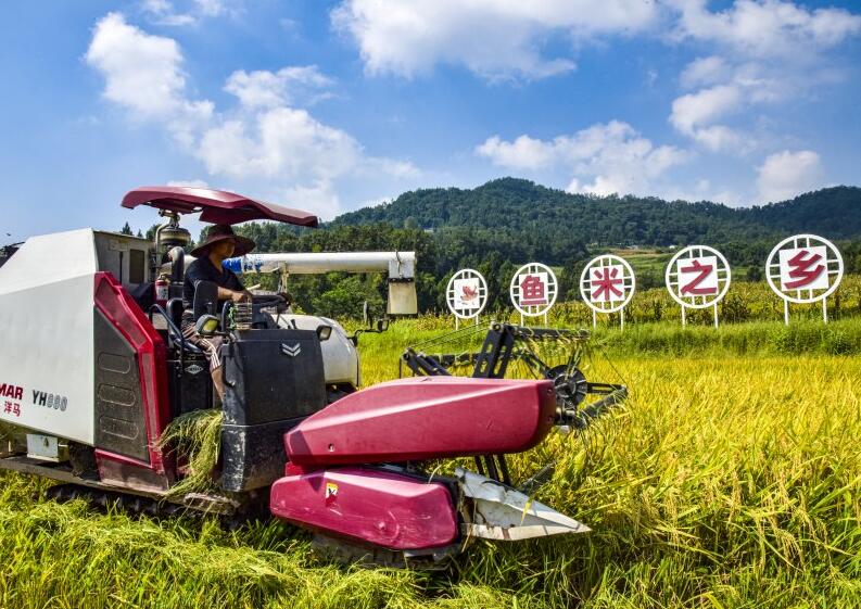 宣漢胡家鎮鴨池村水稻喜獲豐收