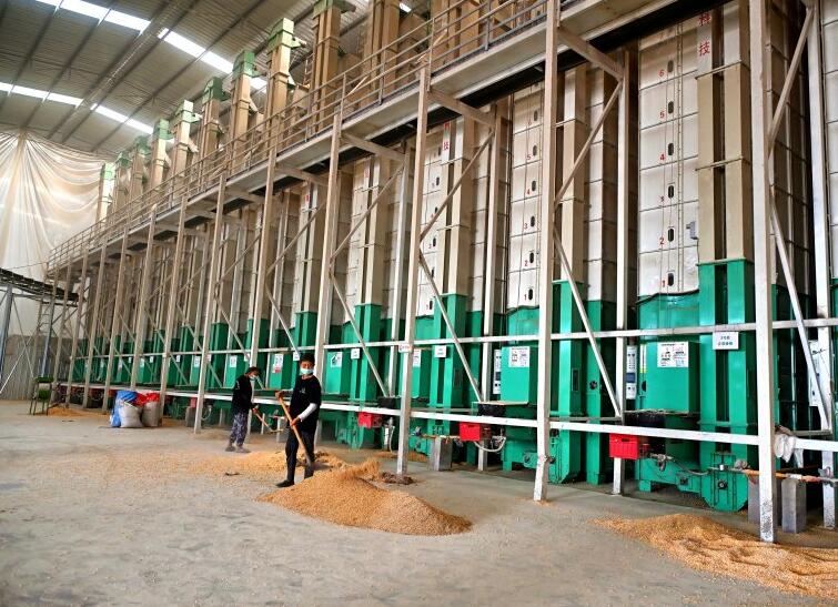 仁壽五谷園種植專業合作社糧