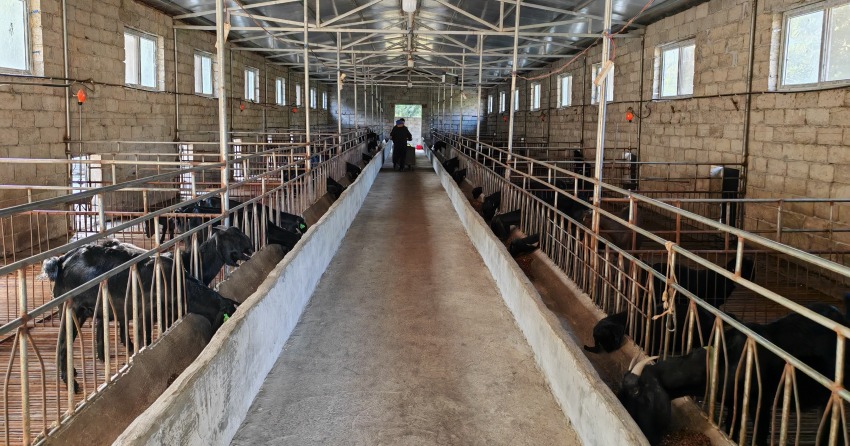 付祥的努比亞黑山羊養殖基地。德昌縣委宣傳部供圖