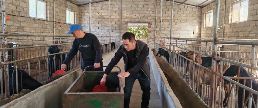 付祥正在喂羊。德昌縣委宣傳部供圖