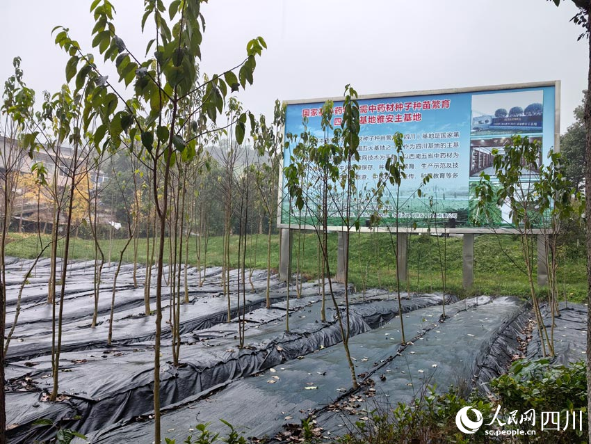 位于雅安的國藥種子種苗基地。人民網記者 劉海天攝
