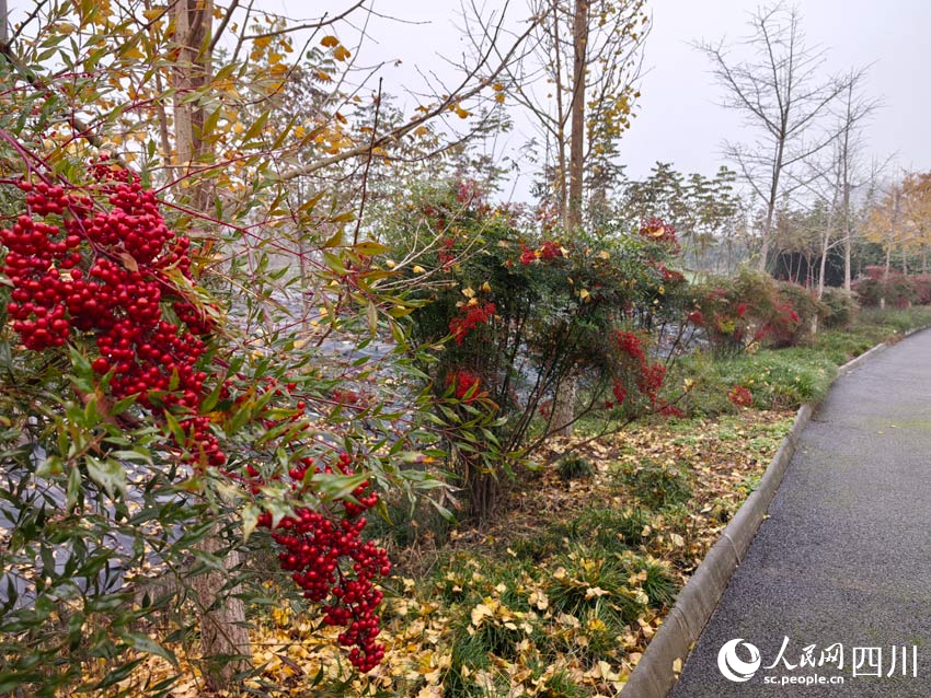 中藥材綠化帶，不只是景色美。人民網記者 劉海天攝