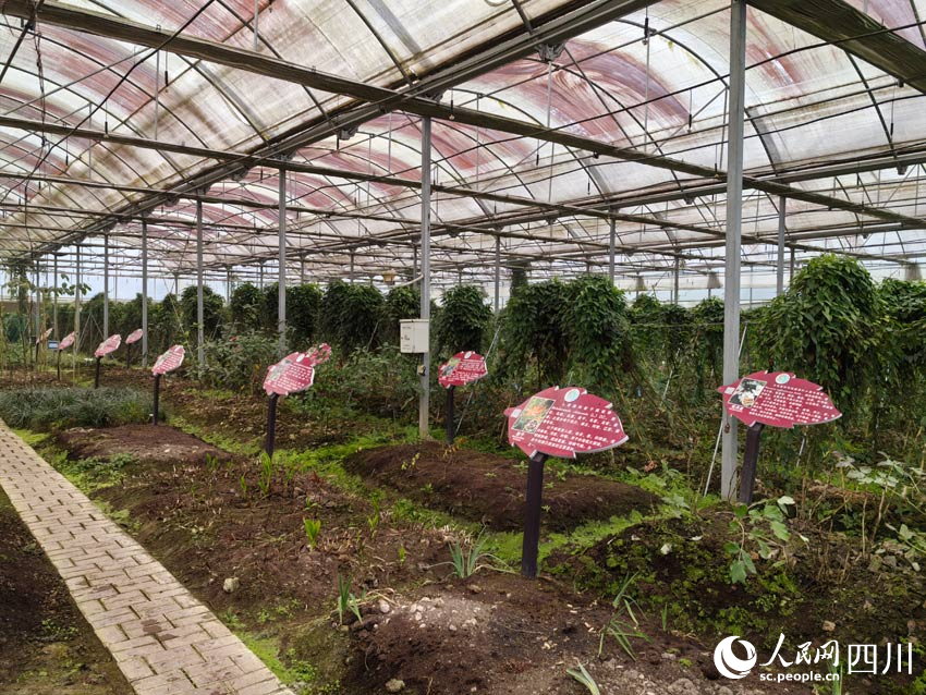 大棚里種植著多種中藥材。人民網記者 劉海天攝