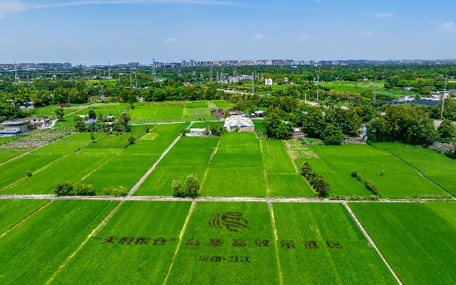 溫江區航拍圖。主辦方供圖