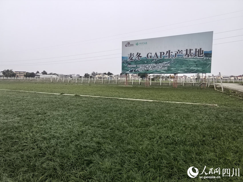 麥冬藥材基地。人民網記者 劉海天攝