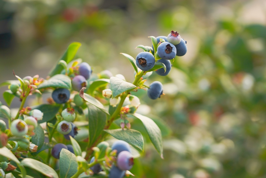 德昌縣成熟的藍莓。德昌縣委宣傳部供圖