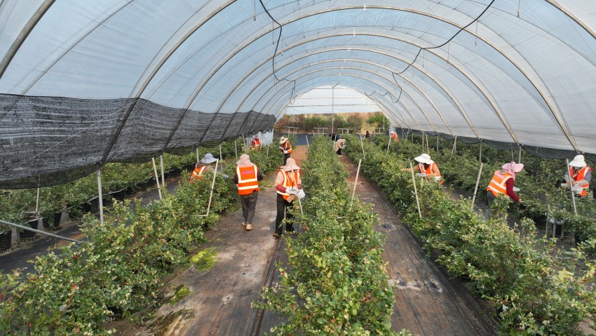 工人們正在采摘成熟的藍莓。德昌縣委宣傳部供圖