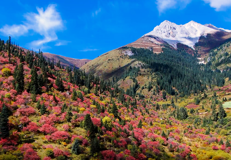 道孚甲斯孔層林浸染