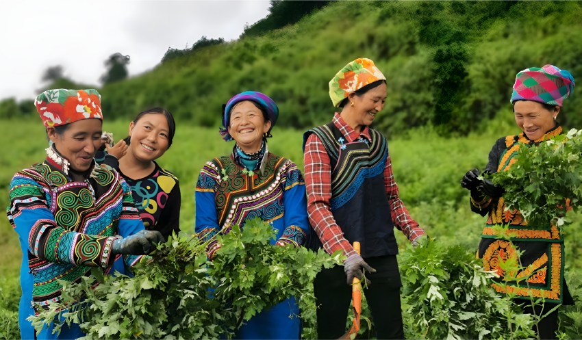 大涼山高原艾草喜獲豐收。四川能投集團供圖