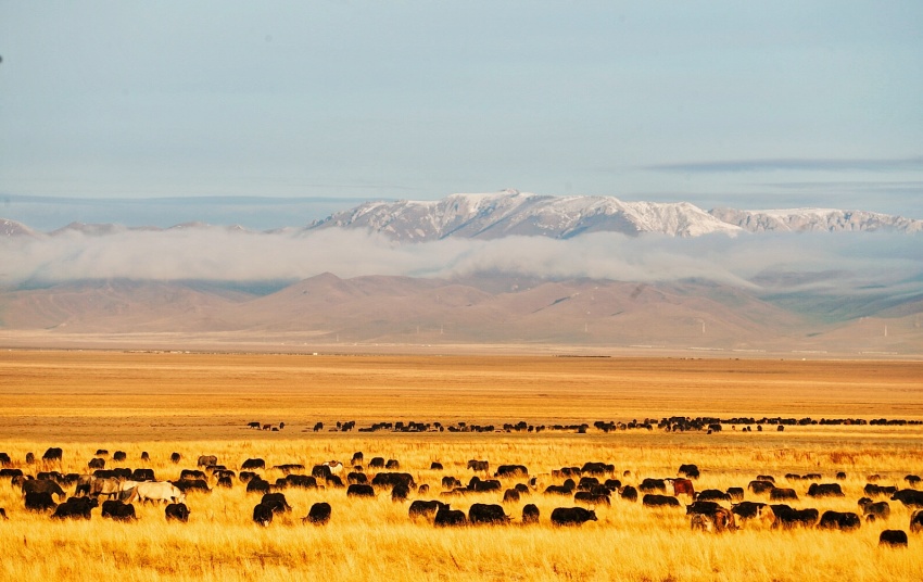 萬頭牦牛養殖基地。省國投公司供圖