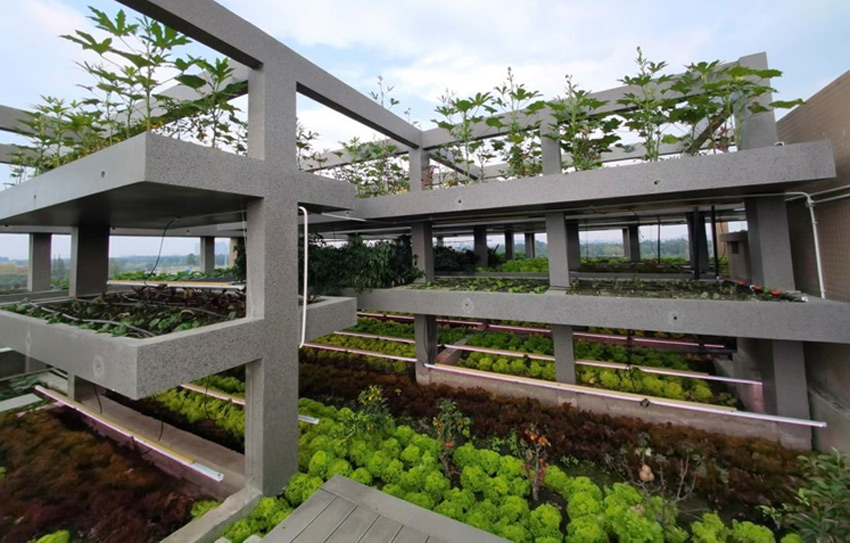 “三生永和技術”建筑屋頂有機農業生產實景。受訪者供圖