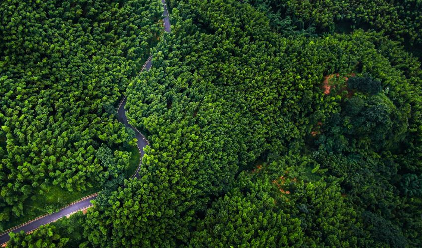 長寧縣南部片區竹林示范基地建設項目。農發行四川省分行供圖